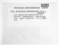 Melampsora hypericorum image